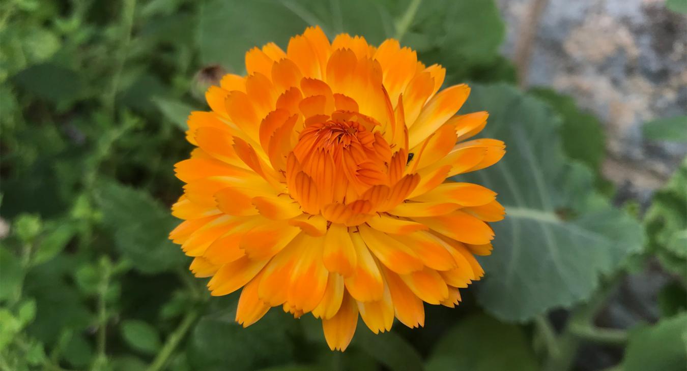 calendula flower in the garden