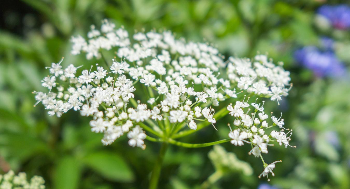 Elderflower from stege hill