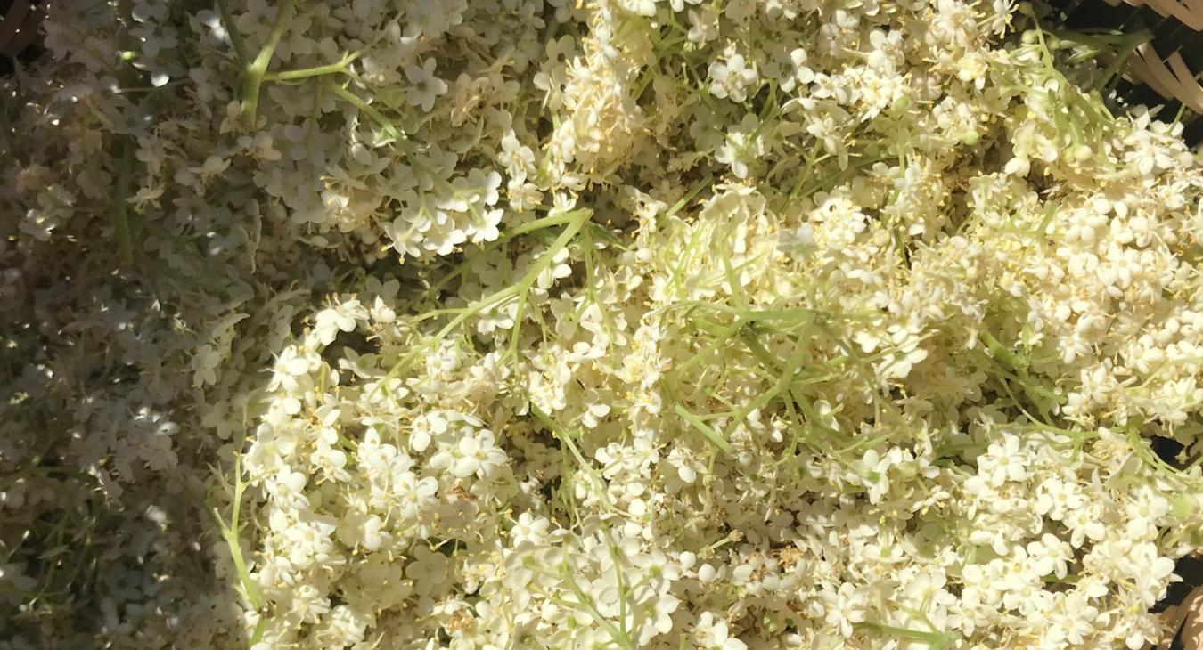 Elderflower in the basket