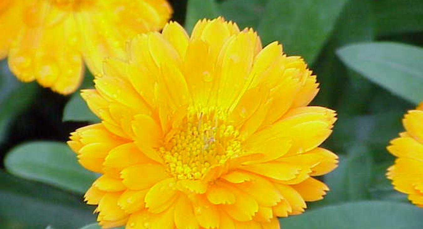 Calendula