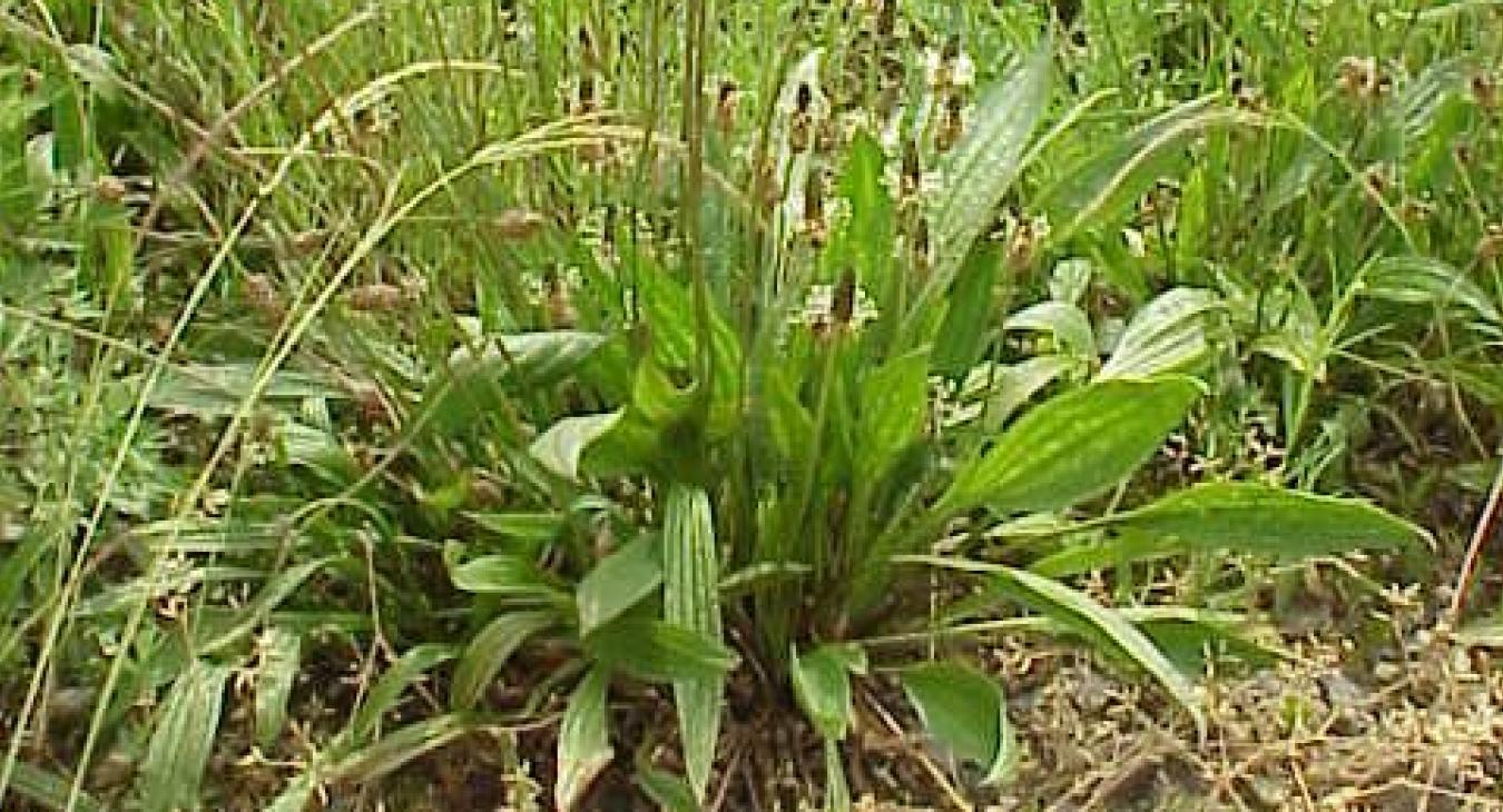 Plantago