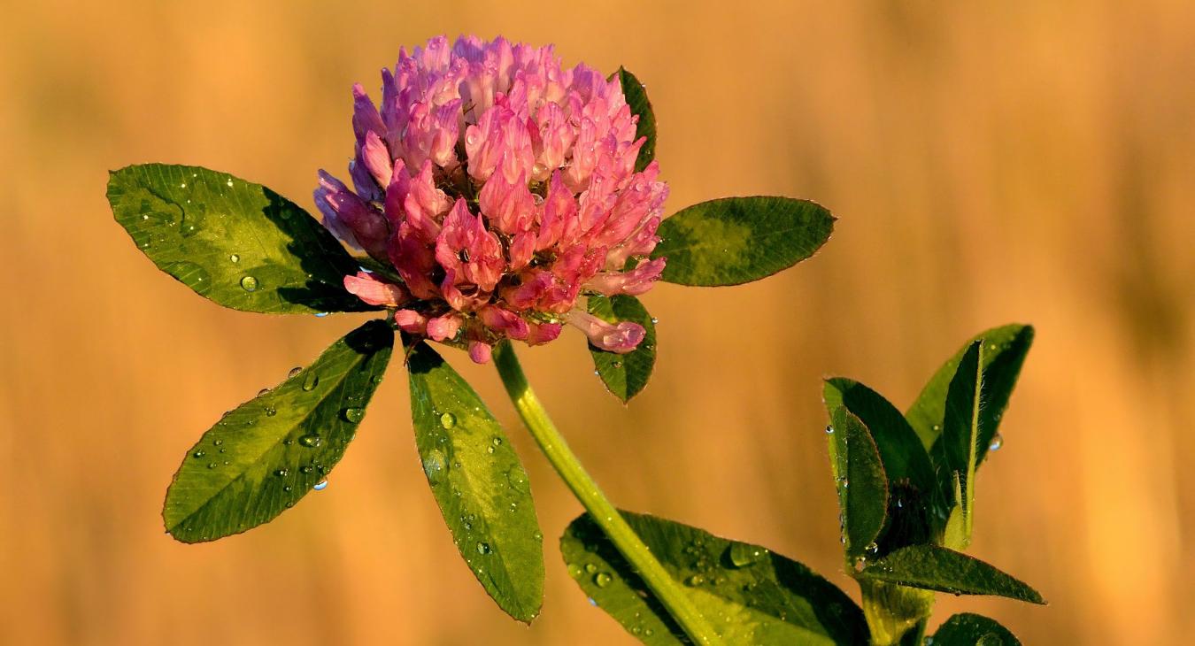 Trifolium pratense